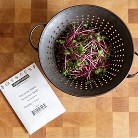 Red Arrow, Radish Seeds